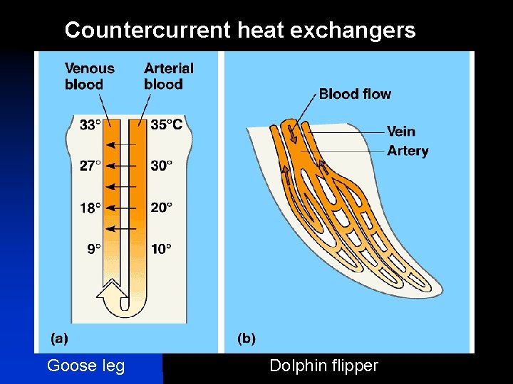 Countercurrent heat exchangers Goose leg Dolphin flipper 