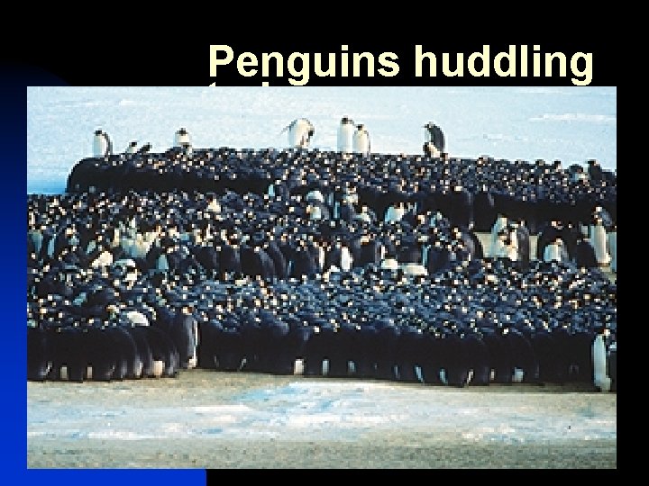 Penguins huddling to keep warm 