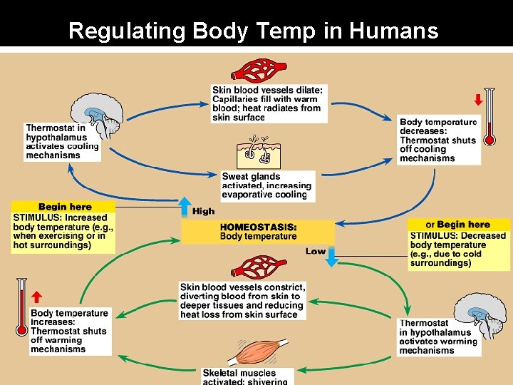 Regulating Body Temp in Humans 