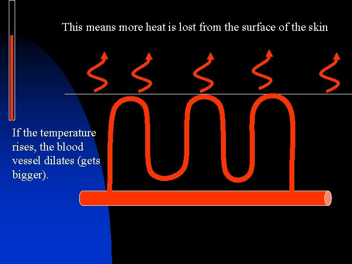 This means more heat is lost from the surface of the skin If the