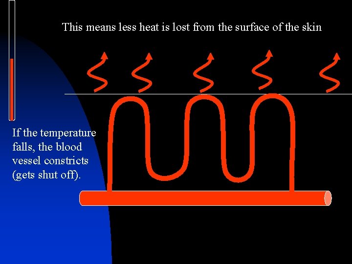 This means less heat is lost from the surface of the skin If the