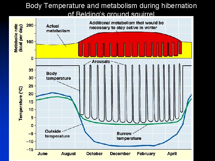 Body Temperature and metabolism during hibernation of Belding’s ground squirrel 