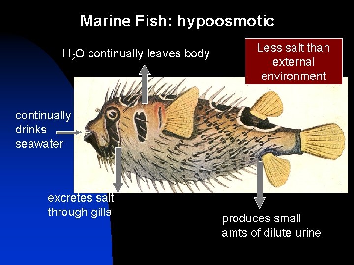 Marine Fish: hypoosmotic H 2 O continually leaves body Less salt than external environment