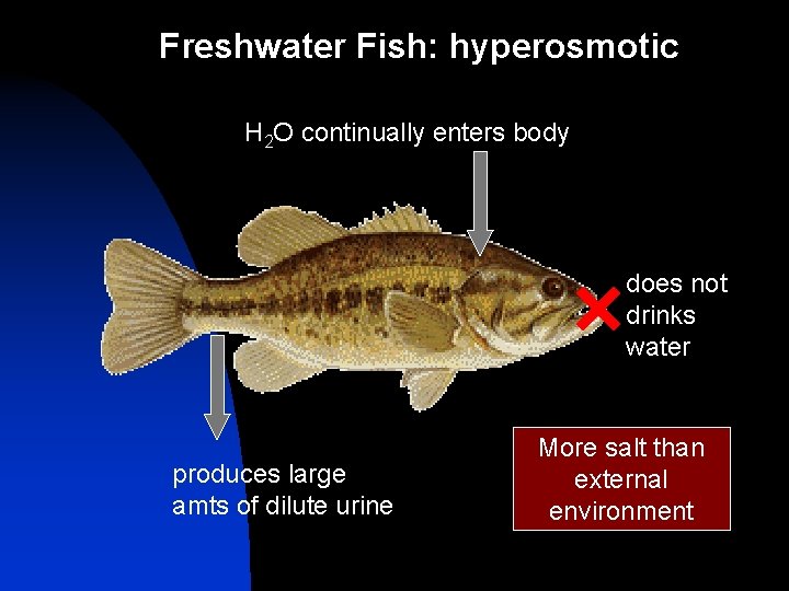 Freshwater Fish: hyperosmotic H 2 O continually enters body does not drinks water produces