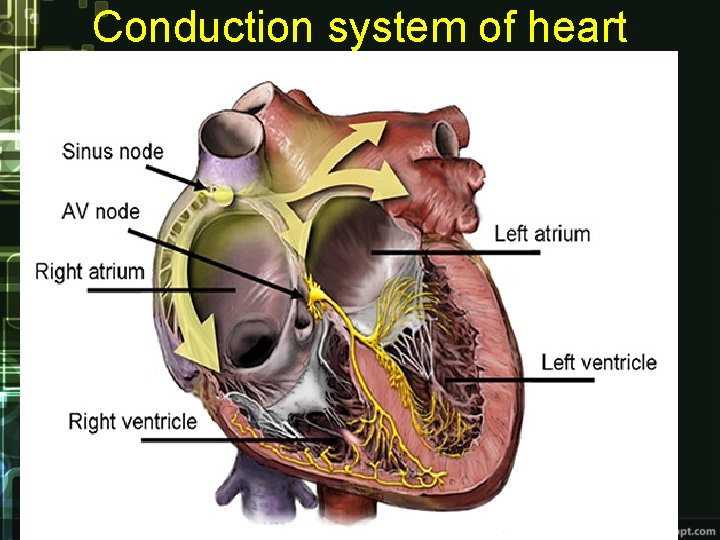 Conduction system of heart Conduction system of heart