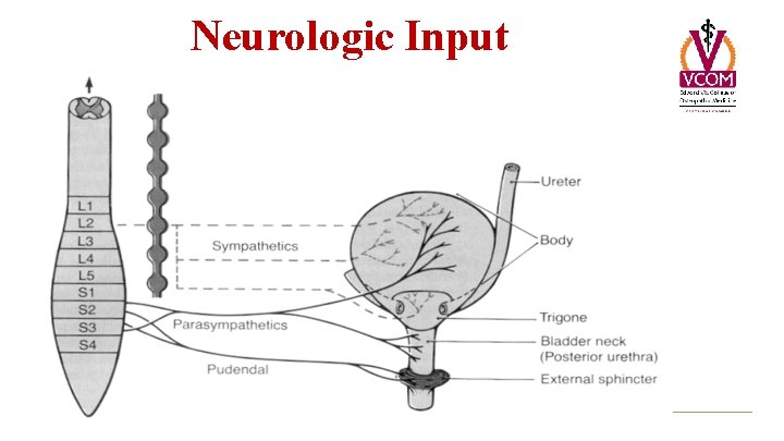 Neurologic Input 