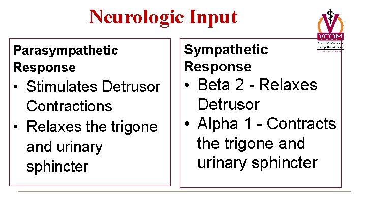 Neurologic Input Parasympathetic Response Sympathetic Response • Stimulates Detrusor Contractions • Relaxes the trigone