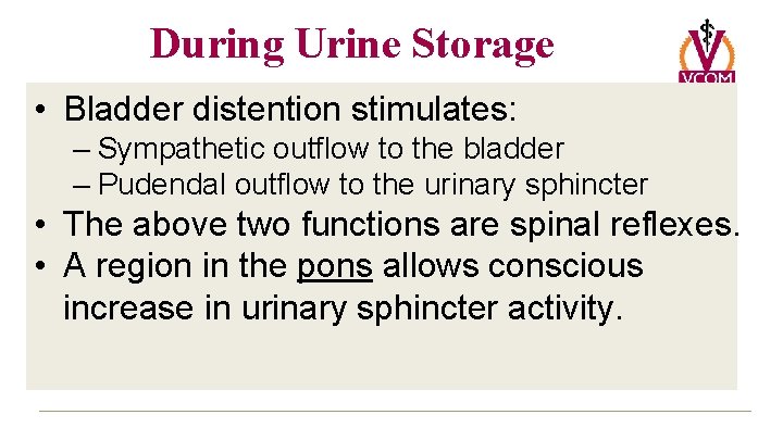 During Urine Storage • Bladder distention stimulates: – Sympathetic outflow to the bladder –