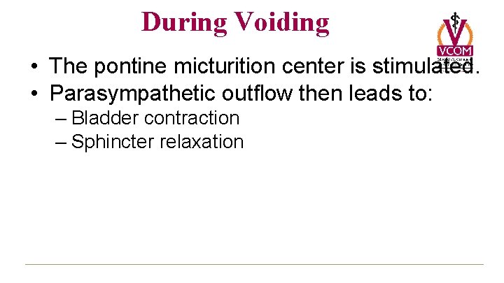 During Voiding • The pontine micturition center is stimulated. • Parasympathetic outflow then leads