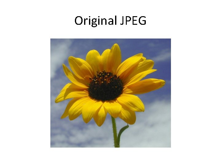 Original JPEG 