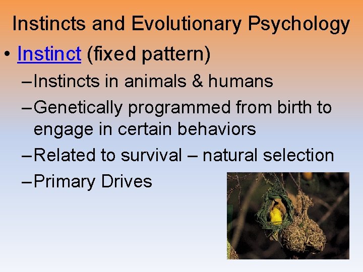 Instincts and Evolutionary Psychology • Instinct (fixed pattern) – Instincts in animals & humans