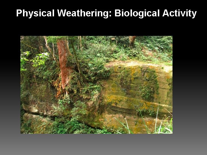 Physical Weathering: Biological Activity 