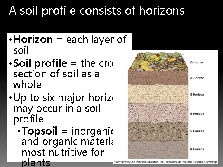 A soil profile consists of horizons • Horizon = each layer of soil •