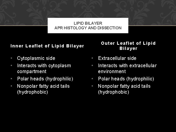 LIPID BILAYER APR HISTOLOGY AND DISSECTION Inner Leaflet of Lipid Bilayer • Cytoplasmic side