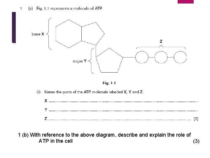 1 (b) With reference to the above diagram, describe and explain the role of