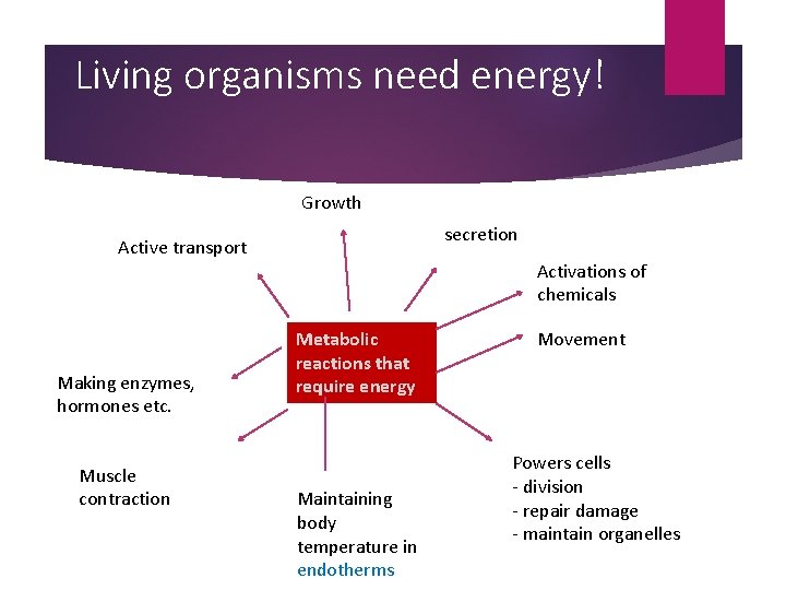 Living organisms need energy! Growth secretion Active transport Making enzymes, hormones etc. Muscle contraction