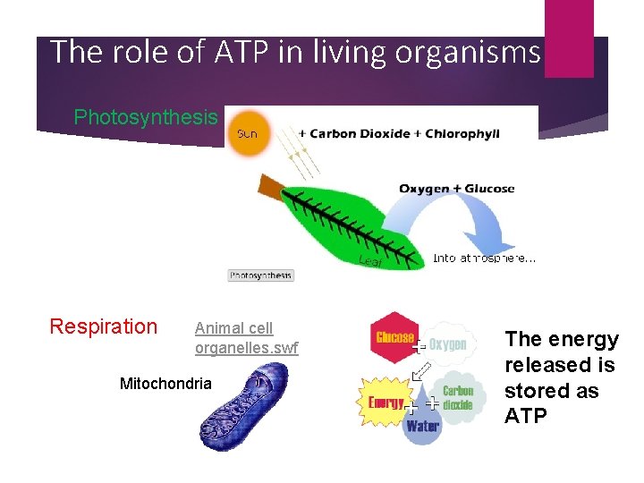 The role of ATP in living organisms Photosynthesis Respiration Animal cell organelles. swf Mitochondria