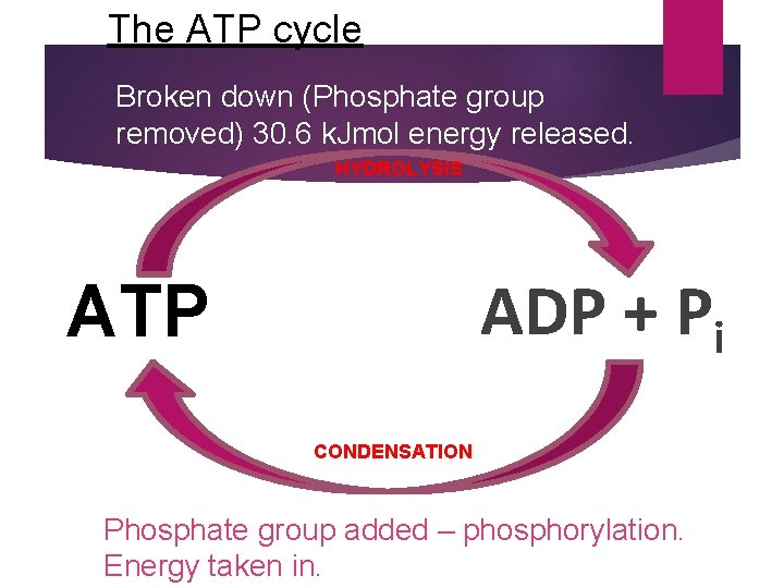 The ATP cycle Broken down (Phosphate group removed) 30. 6 k. Jmol energy released.