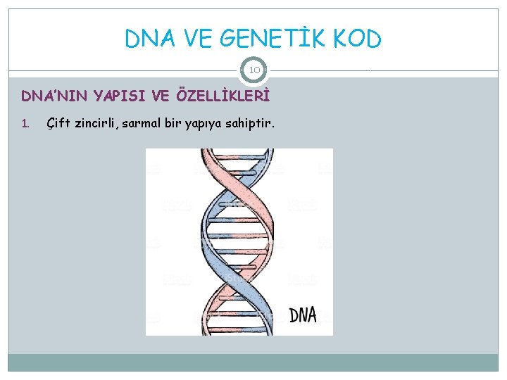 DNA VE GENETİK KOD 10 DNA’NIN YAPISI VE ÖZELLİKLERİ 1. Çift zincirli, sarmal bir