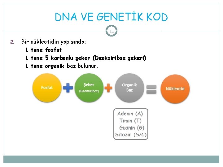 DNA VE GENETİK KOD 11 2. Bir nükleotidin yapısında; 1 tane fosfat 1 tane