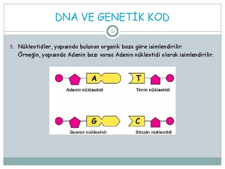 DNA VE GENETİK KOD 12 3. Nükleotidler, yapısında bulunan organik baza göre isimlendirilir. Örneğin,