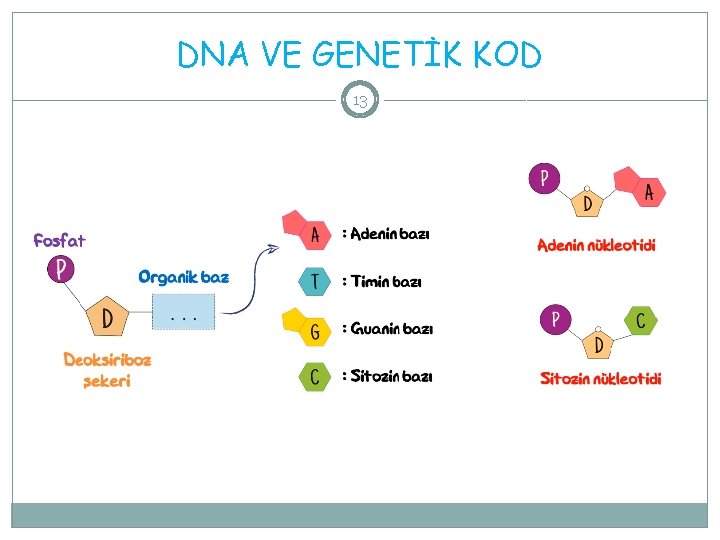 DNA VE GENETİK KOD 13 