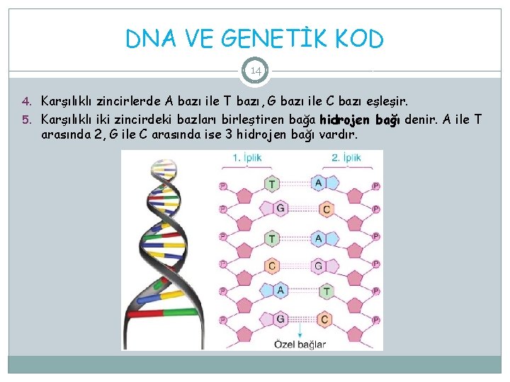 DNA VE GENETİK KOD 14 4. Karşılıklı zincirlerde A bazı ile T bazı, G