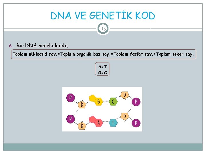 DNA VE GENETİK KOD 15 6. Bir DNA molekülünde; Toplam nükleotid say. =Toplam organik