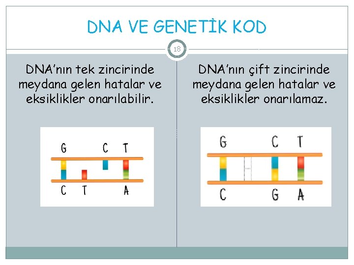 DNA VE GENETİK KOD 18 DNA’nın tek zincirinde meydana gelen hatalar ve eksiklikler onarılabilir.