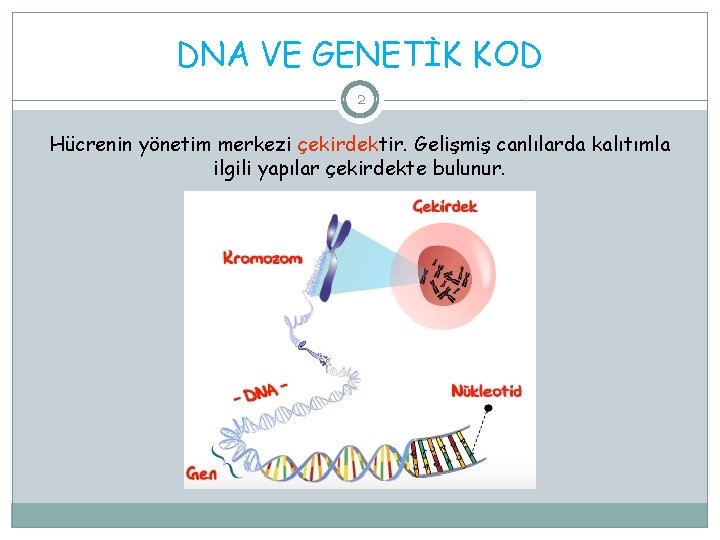 DNA VE GENETİK KOD 2 Hücrenin yönetim merkezi çekirdektir. Gelişmiş canlılarda kalıtımla ilgili yapılar