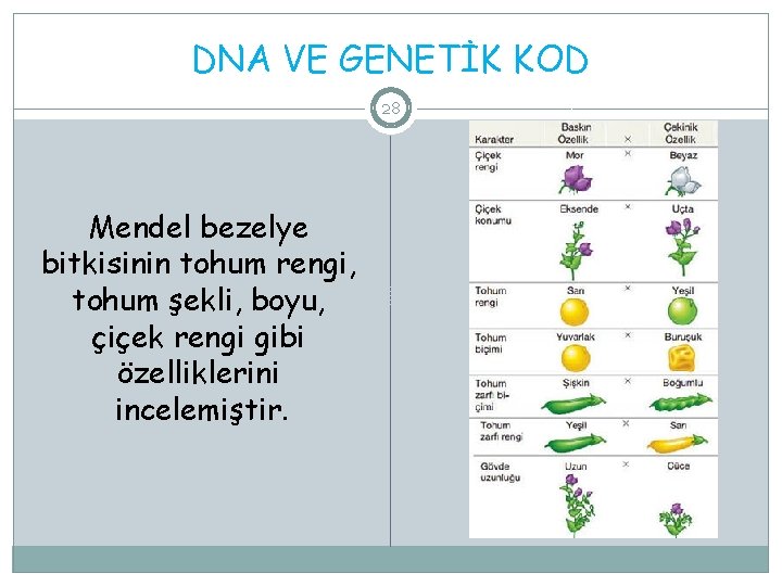 DNA VE GENETİK KOD 28 Mendel bezelye bitkisinin tohum rengi, tohum şekli, boyu, çiçek