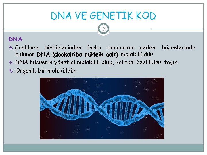 DNA VE GENETİK KOD 3 DNA Canlıların birbirlerinden farklı olmalarının nedeni hücrelerinde bulunan DNA