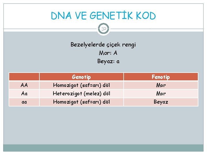 DNA VE GENETİK KOD 32 Bezelyelerde çiçek rengi Mor: A Beyaz: a Genotip Fenotip