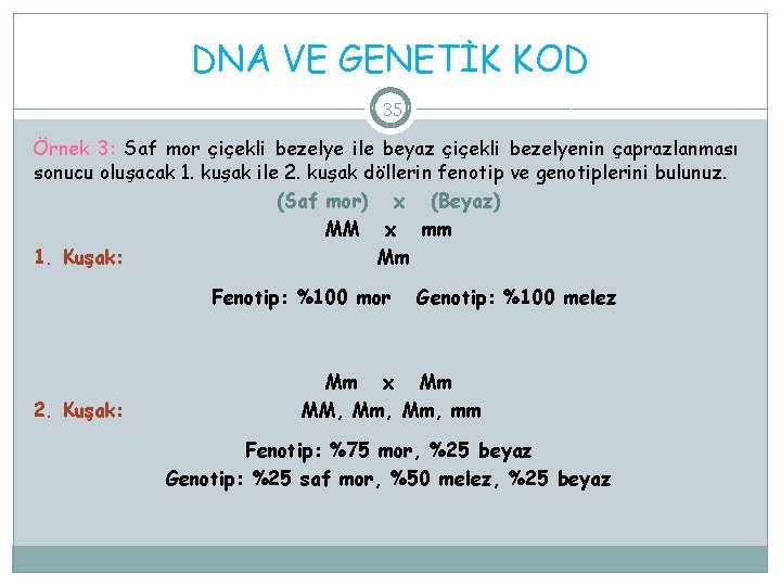 DNA VE GENETİK KOD 35 Örnek 3: Saf mor çiçekli bezelye ile beyaz çiçekli