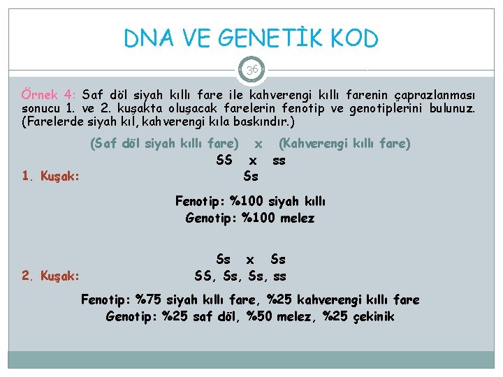 DNA VE GENETİK KOD 36 Örnek 4: Saf döl siyah kıllı fare ile kahverengi