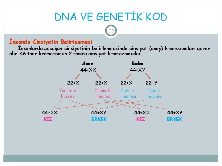 DNA VE GENETİK KOD 37 İnsanda Cinsiyetin Belirlenmesi İnsanlarda çocuğun cinsiyetinin belirlenmesinde cinsiyet (eşey)