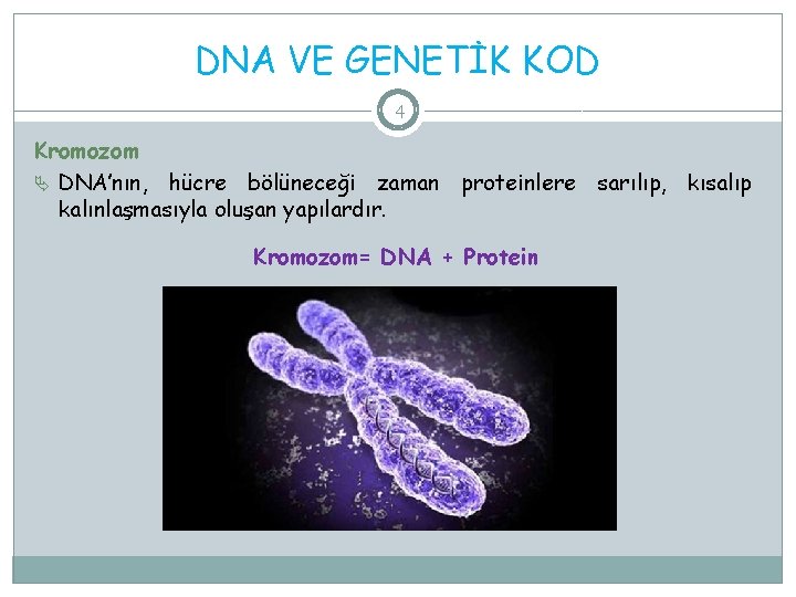 DNA VE GENETİK KOD 4 Kromozom DNA’nın, hücre bölüneceği zaman proteinlere sarılıp, kısalıp kalınlaşmasıyla
