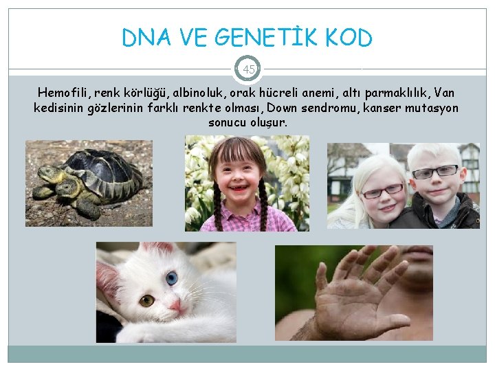 DNA VE GENETİK KOD 45 Hemofili, renk körlüğü, albinoluk, orak hücreli anemi, altı parmaklılık,