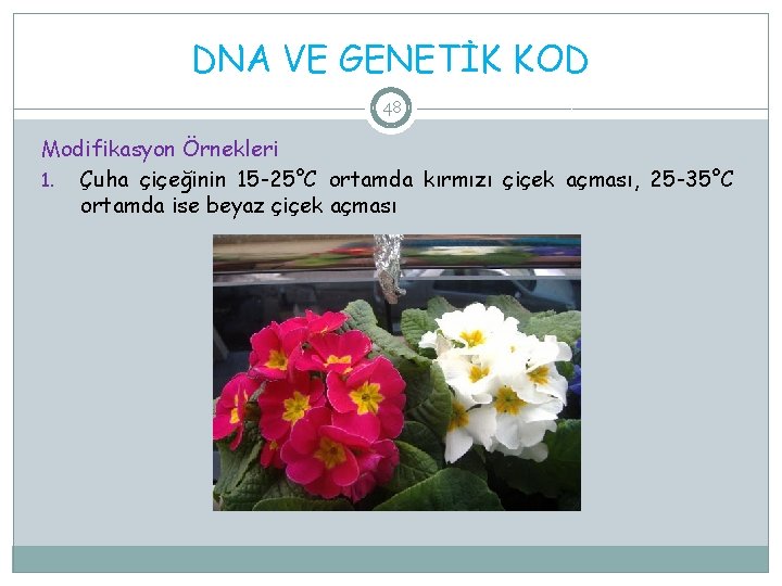 DNA VE GENETİK KOD 48 Modifikasyon Örnekleri 1. Çuha çiçeğinin 15 -25°C ortamda kırmızı