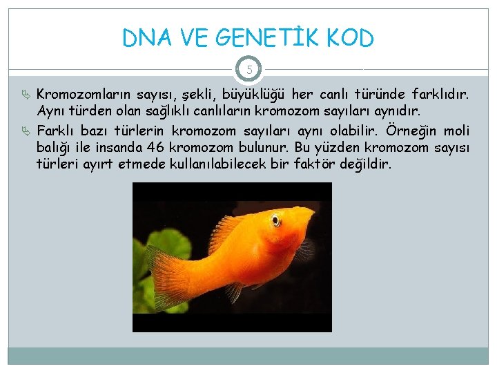 DNA VE GENETİK KOD 5 Kromozomların sayısı, şekli, büyüklüğü her canlı türünde farklıdır. Aynı