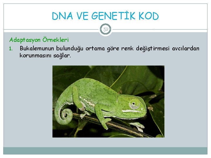 DNA VE GENETİK KOD 52 Adaptasyon Örnekleri 1. Bukalemunun bulunduğu ortama göre renk değiştirmesi