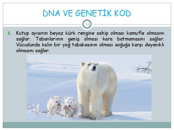 DNA VE GENETİK KOD 54 3. Kutup ayısının beyaz kürk rengine sahip olması kamufle