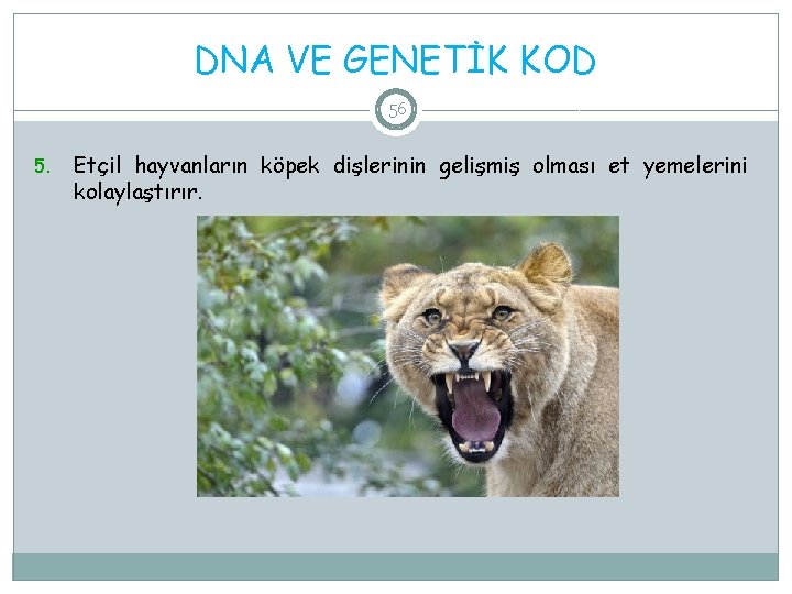 DNA VE GENETİK KOD 56 5. Etçil hayvanların köpek dişlerinin gelişmiş olması et yemelerini