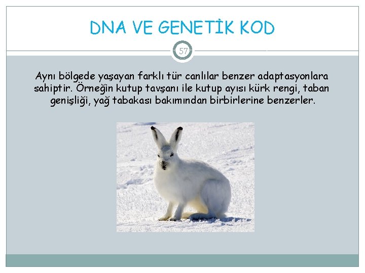 DNA VE GENETİK KOD 57 Aynı bölgede yaşayan farklı tür canlılar benzer adaptasyonlara sahiptir.
