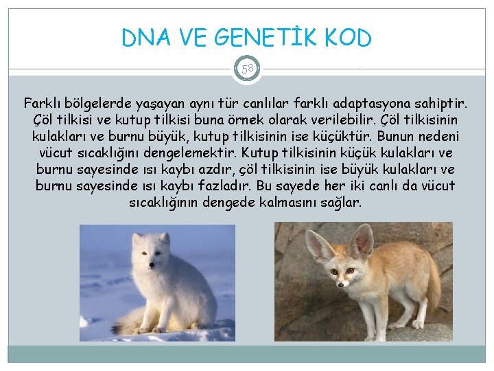 DNA VE GENETİK KOD 58 Farklı bölgelerde yaşayan aynı tür canlılar farklı adaptasyona sahiptir.