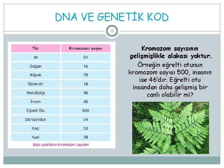 DNA VE GENETİK KOD 6 Kromozom sayısının gelişmişlikle alakası yoktur. Örneğin eğrelti otunun kromozom