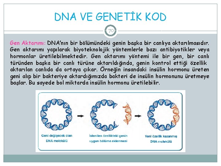 DNA VE GENETİK KOD 70 Gen Aktarımı: DNA’nın bir bölümündeki genin başka bir canlıya