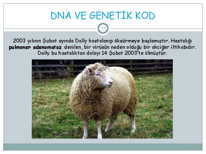 DNA VE GENETİK KOD 73 2003 yılının Şubat ayında Dolly hastalanıp öksürmeye başlamıştır. Hastalığı