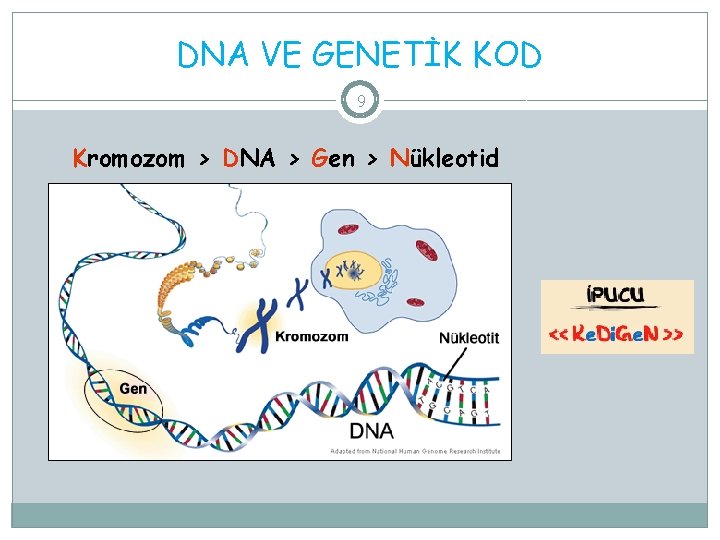 DNA VE GENETİK KOD 9 Kromozom > DNA > Gen > Nükleotid 