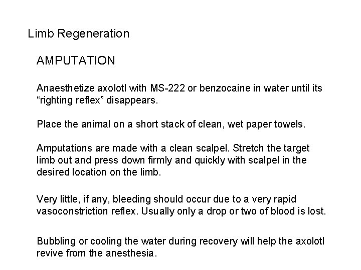 Limb Regeneration AMPUTATION Anaesthetize axolotl with MS-222 or benzocaine in water until its “righting